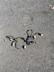 1971 Pontiac Lemans Gto Rear Tail Light Wiring Harness 1970-72. Fixed Price $59.00.